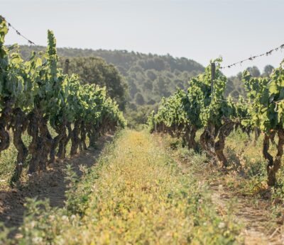 Agro.- Jean Leon organiza una experiencia sobre viticultura regenerativa el 30 de noviembre