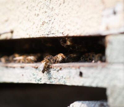 Rural.- URA dice que Asturias ha perdido por fallos internos 188.000 euros de ayudas europeas para el sector apícola