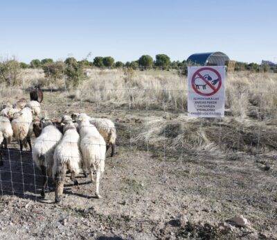 Valdebebas se convierte en la ‘casa’ de un rebaño de ovejas en un proyecto experimental municipal de pastoreo