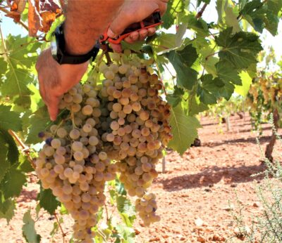 Cooperativas agroalimentarias celebra que el Parlamento Europeo respalde a las bodegas cooperativas