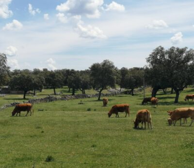 Córdoba.- Asaja celebra el impacto de las lluvias en el campo y reclama infraestructuras hídricas