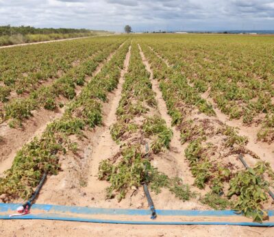 Consejo.- La Junta respalda a fincas agrarias afectadas por las danas y fuertes borrascas registradas en 2024 y 2025