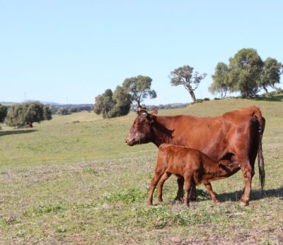 La Junta tramita ayudas por cerca de 600.000 euros para respaldar al sector ganadero andaluz