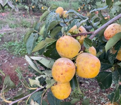 Ava-Asaja estima que el granizo daña 5.000 toneladas de caquis en Carlet y Massalavés
