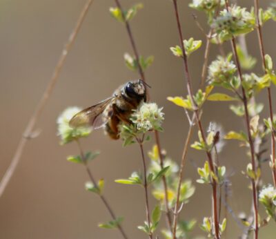 Rural.- COAG critica la «falta de interés» del Gobierno asturiano hacia la situación que atraviesa la apicultura