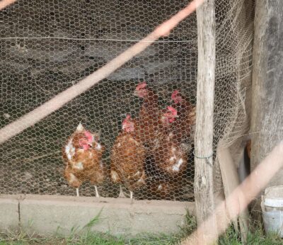 Planas asegura que la gripe aviar está «por ahora controlada» y anuncia que pedirá más días de pesca en el Mediterráneo