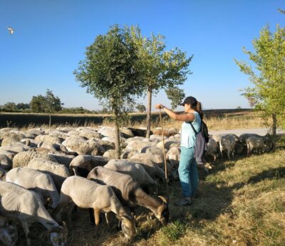 Huelva.- La Escuela de Pastores de Andalucía se celebrará en 2026 en Cortegana