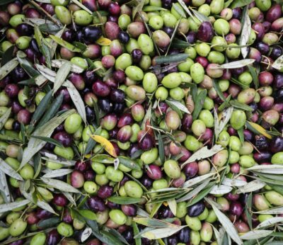 España, líder mundial en el aceite de oliva con 1,4 millones de toneladas y fuerte impulso exportador