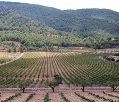 La Generalitat actualiza la normativa de gestión de viñedos