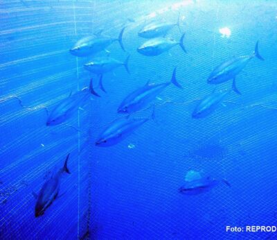 Los juveniles de atún rojo cambian su dieta en el Mediterráneo ante el declive de sardinas y boquerones