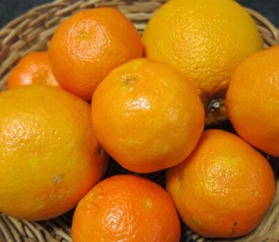 Córdoba.- Asaja Córdoba señala que la lonja de cítricos prevé una reducción del 30% en la producción de naranja