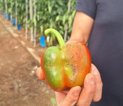 Almería.-Productores hortofrutícolas piden un paro biológico en la próxima campaña para frenar el avance de las plagas