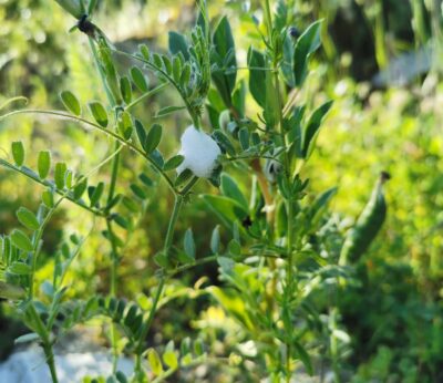 Agricultura concede más de 60.000 euros a 20 agricultores para replantar parcelas dañadas por ‘Xylella fastidiosa’