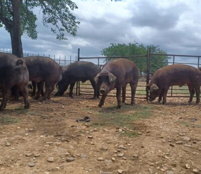 Varios lotes de ganado porcino serán subastados en el centro de reproducción de la Junta el 16 de diciembre