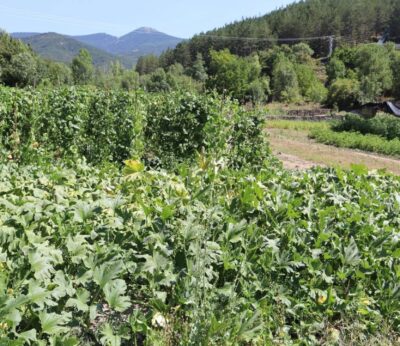Cuatro proyectos transfronterizos en los que participa el CITA impulsan la innovación agroalimentaria en los Pirineos