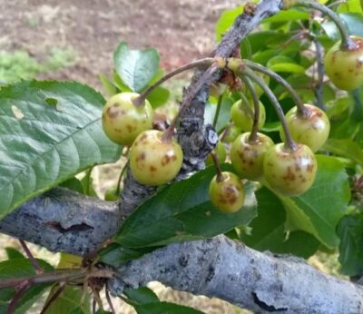 Los seguros agrarios abonan 8,8 millones en indemnizaciones en Extremadura por los daños de las lluvias en 2025