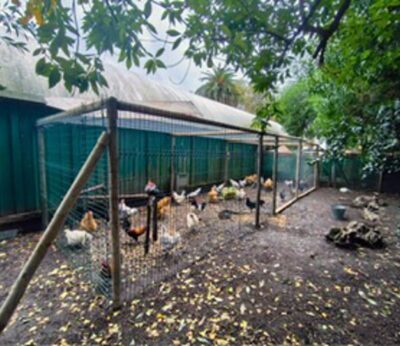 Rural.- El Principado confirma un foco urbano de gripe aviar en el parque de Isabel la Católica de Gijón