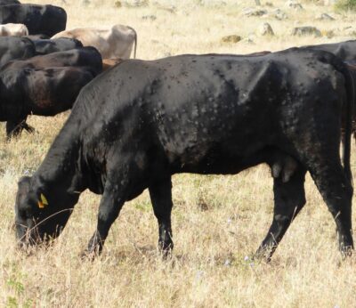 UCCL insta a la Junta a rebajar las restricciones por la dermatosis nodular contagiosa ante una evolución favorable