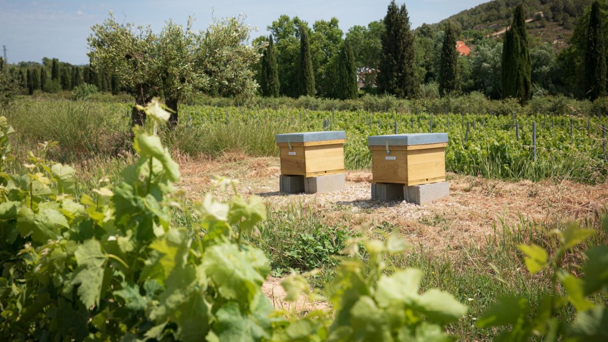 Agro.- Familia Torres gana el Premio Vinari de Enoturismo a la Mejor Actividad Medioambiental
