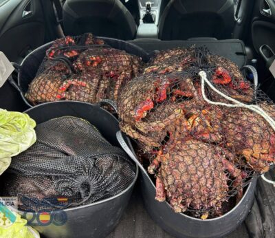 Pesca.- Decomisan 74 kilos de centolla en un operativo contra el furtivismo en Rianxo (A Coruña)