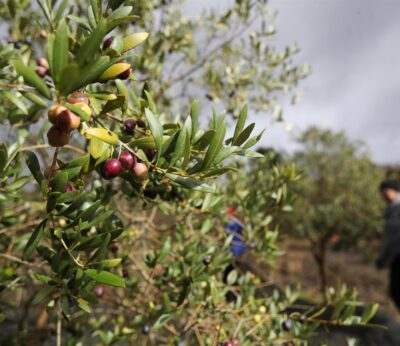 Asaja ve «inaceptable» que el Gobierno no active las ayudas extraordinarias al olivar y al viñedo