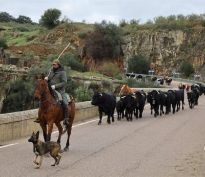 Extremadura convoca ayudas de hasta 5.000 euros para fomentar el relevo generacional que mantenga la trashumancia
