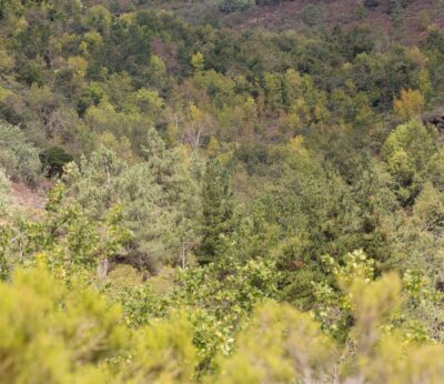 Rural.- Experto forestal defiende que se compense a los propietarios de montes por el «aporte de esos ecosistemas»