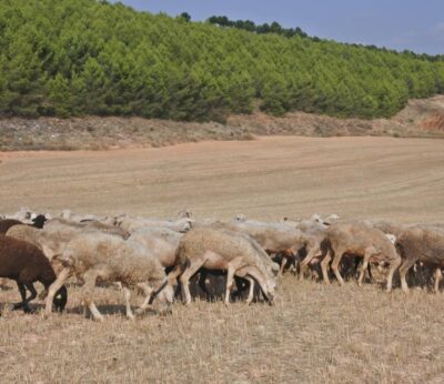 Las ayudas para incorporación a regímenes de calidad agrícolas y alimenticios podrán solicitarse desde el 1 de diciembre