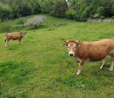Rural.- Medio Rural anticipa 34,9 millones de pagos de la PAC, 3,6 más que en 2024