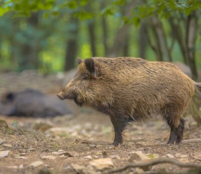 El sector porcino se pone a disposición del Gobierno tras detectarse dos casos de peste porcina