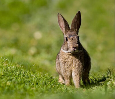 Pleno.- Medio Ambiente subvencionará a los cazadores con 20.000 euros para controlar especies cinegéticas en 2026
