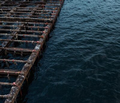 Pesca.- Autorizan la reapertura de los primeros polígonos de bateas de la ría de Vigo