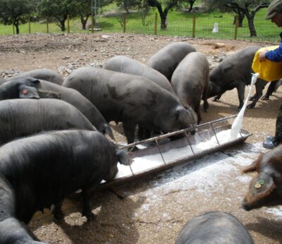 La Junta convoca este lunes a ganaderos para analizar medidas al reaparecer en España la peste porcina tras 31 años
