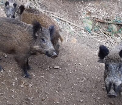 ASAJA Aragón muestra su profunda preocupación por el foco de peste porcina y exige el control de la fauna silvestre