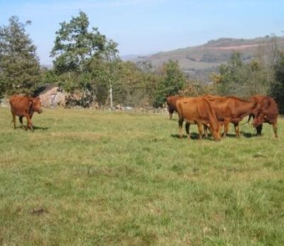 Ganadería convoca ayudas por 70.000 euros para el fomento de las razas autóctonas