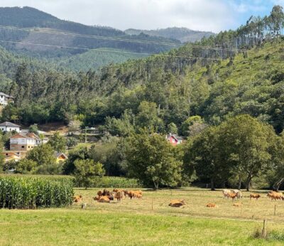 Cantabria permitirá a partir del día 5 el movimiento de ganado pero mantiene la suspensión de ferias hasta el 31
