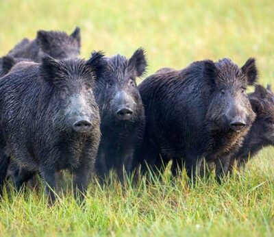 Cantabria está libre de peste porcina africana pero adopta medidas, con recomendaciones obligatorias para la caza