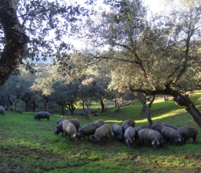 Ganaderos de extensivo ven con «preocupación» que la peste porcina se extienda a otras comunidades y llegue a dehesas