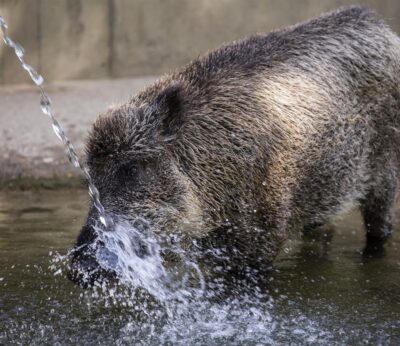La Comunidad llama a la «tranquilidad» ante los casos de peste porcina en Cataluña y dice que se monitoriza la situación