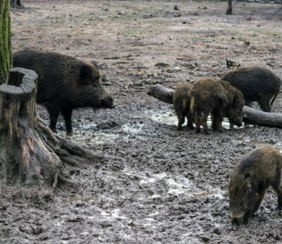 AVA-Asaja destaca la seguridad de la carne porcina pero exige controlar la población de jabalí ante la PPA