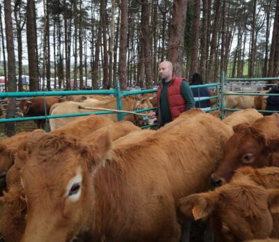 Rural.- Normalidad ante la vuelta de las ferias de ganado bovino procedentes de explotaciones gallegas