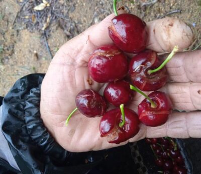 La Junta efectuará el segundo y el tercer pago de la ayuda excepcional a los cereceros esta semana y la próxima