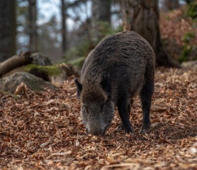 Agricultura apuesta por medidas coordinadas para luchar frente a contagios peste porcina y por el control del jabalí