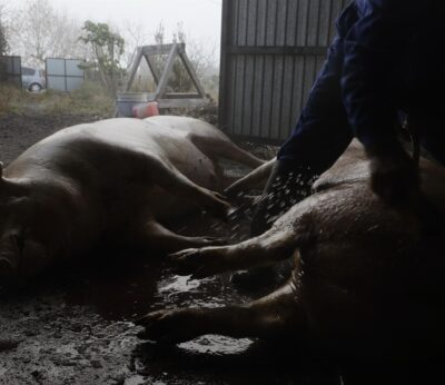 Rural.- El sector porcino gallego afronta ya cancelación de pedidos de Japón y ve con preocupación la caída de precios