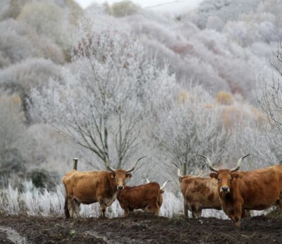El Gobierno refuerza la lucha contra dermatosis nodular y gripe aviar con una aportación de 1,16 millones