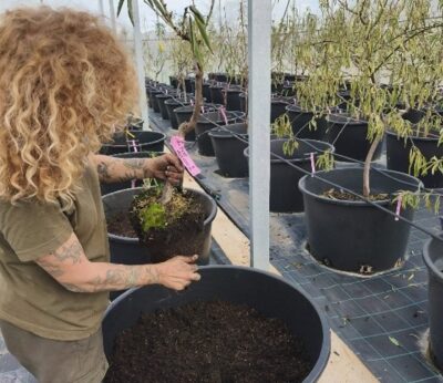 Agricultura logra sanear el 72% de los almendros locales afectados por Xylella del banco experimental de Son Real