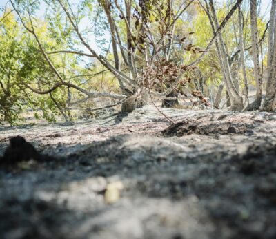 Gobierno inicia este miércoles el pago de ayudas de 27,8 millones a agricultores y ganaderos afectados por incendios
