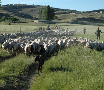 El Gobierno emplea más de 361.500 euros en ayudas a agricultores y ganaderos andaludes afectados por los incendios