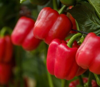 Almería.-Tres empresas de Almería comienzan a exportar pimiento a EEUU tras superar reparos por la mosca mediterránea