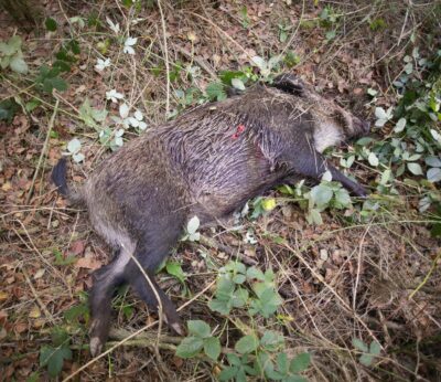 Rural.- La Xunta tratará de aumentar batidas de jabalí en A Limia, O Deza, Terra Chá y Betanzos ante la peste porcina